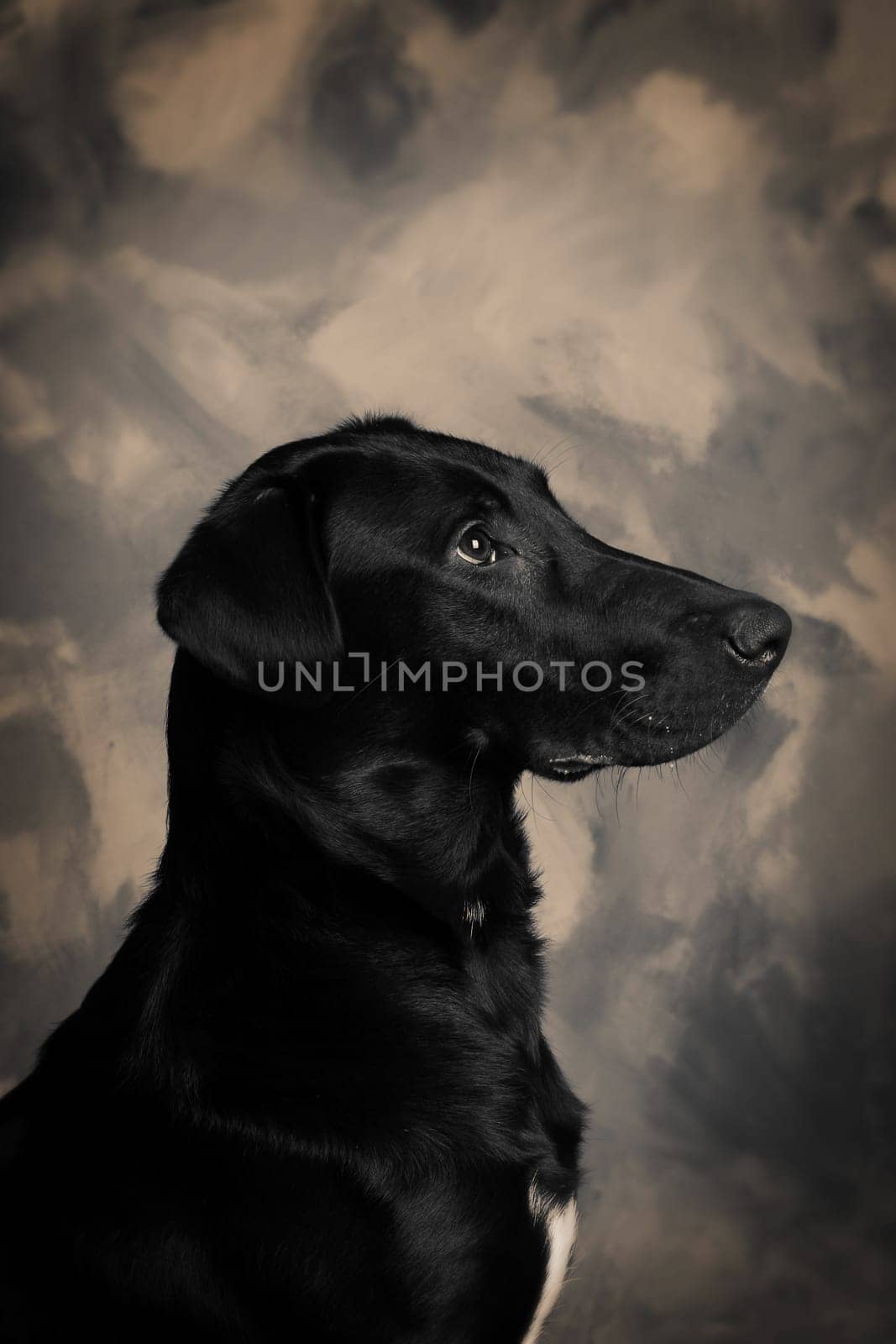 black labrador dog. portrait of pet animal