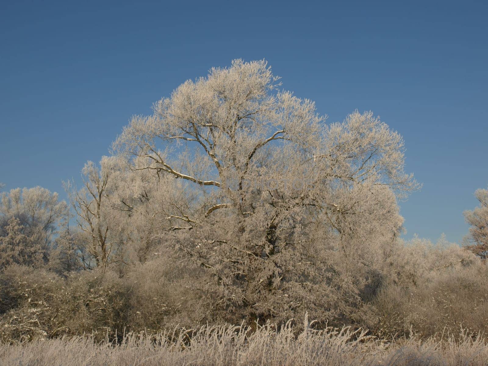 Salix Willow