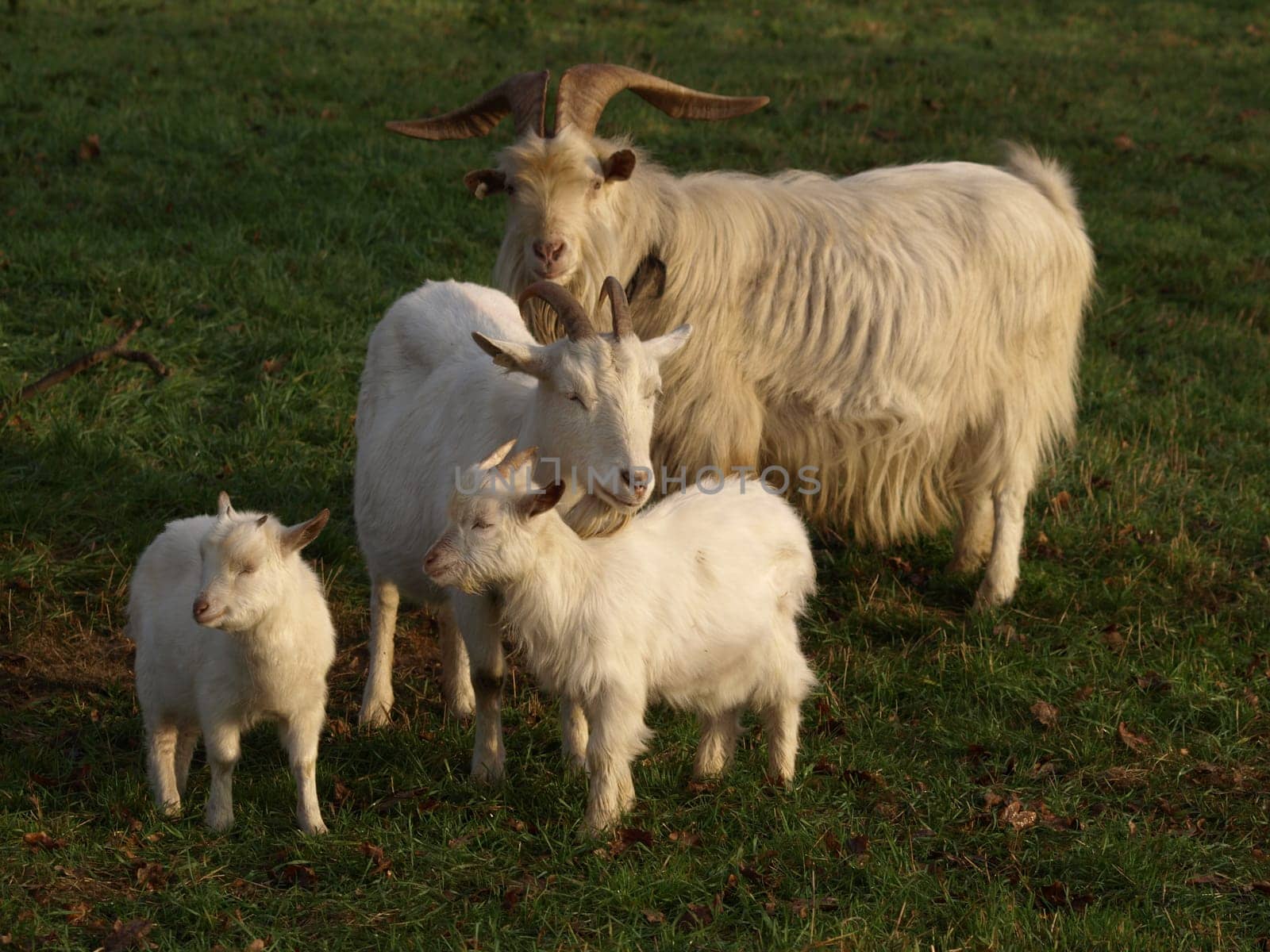 Goat family