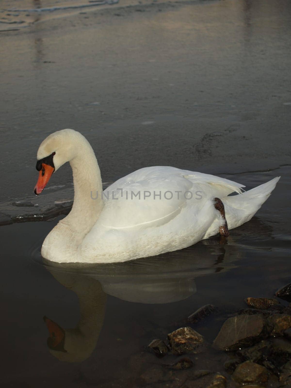 Mute swan