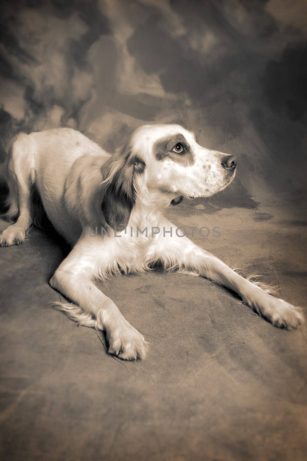 irish setter dog. pet animal portrait