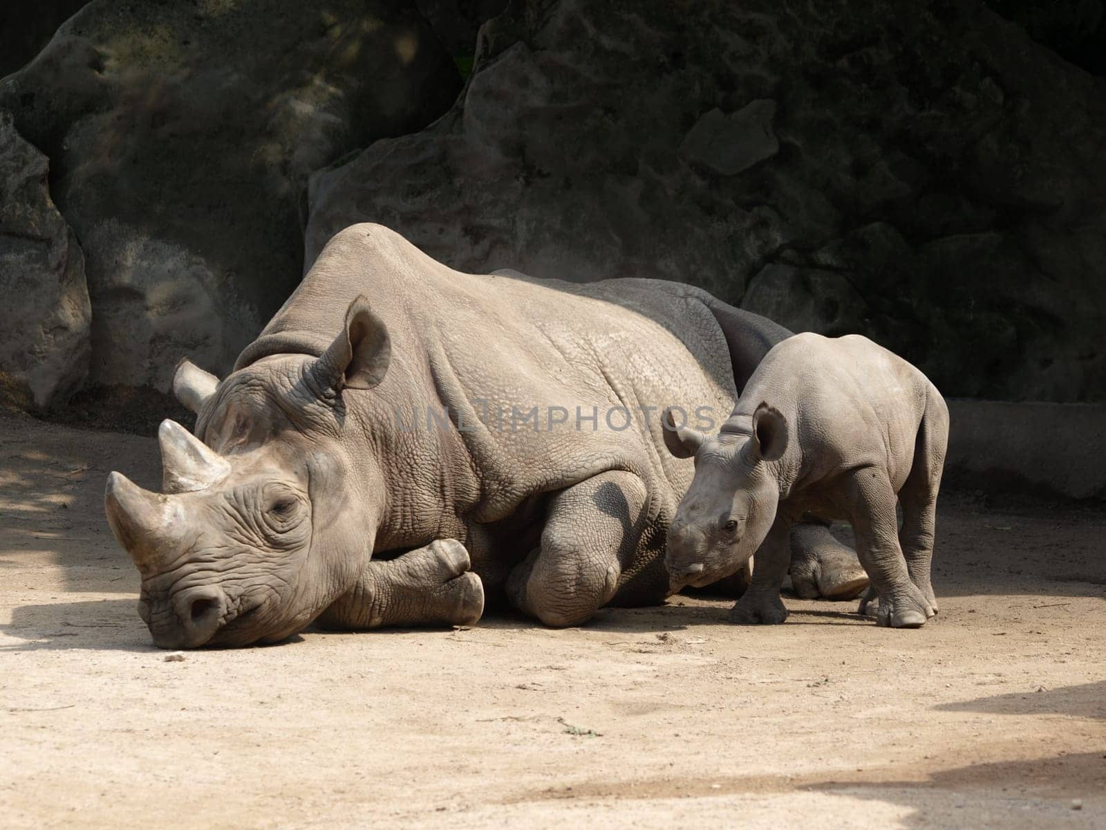 White rhinos