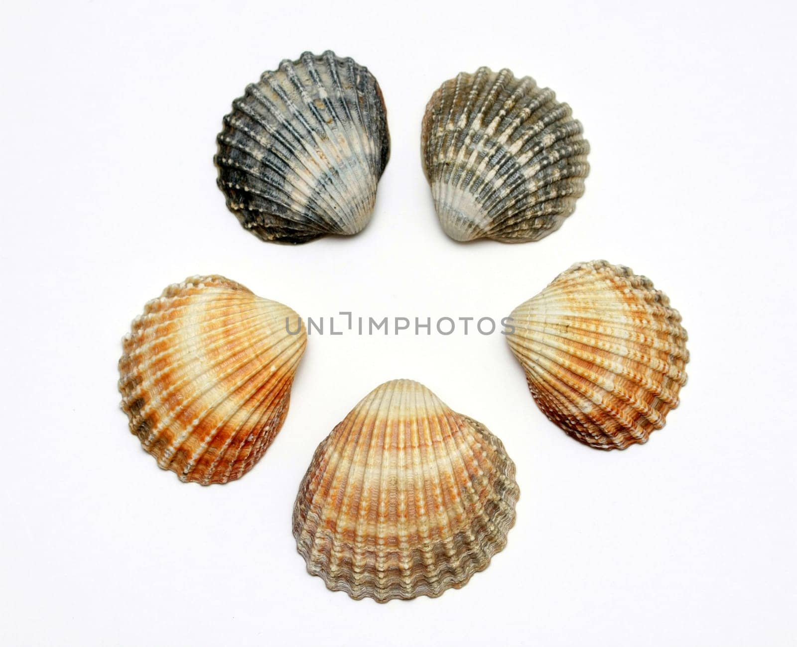 Bunch of exotic seashells, isolated on white
