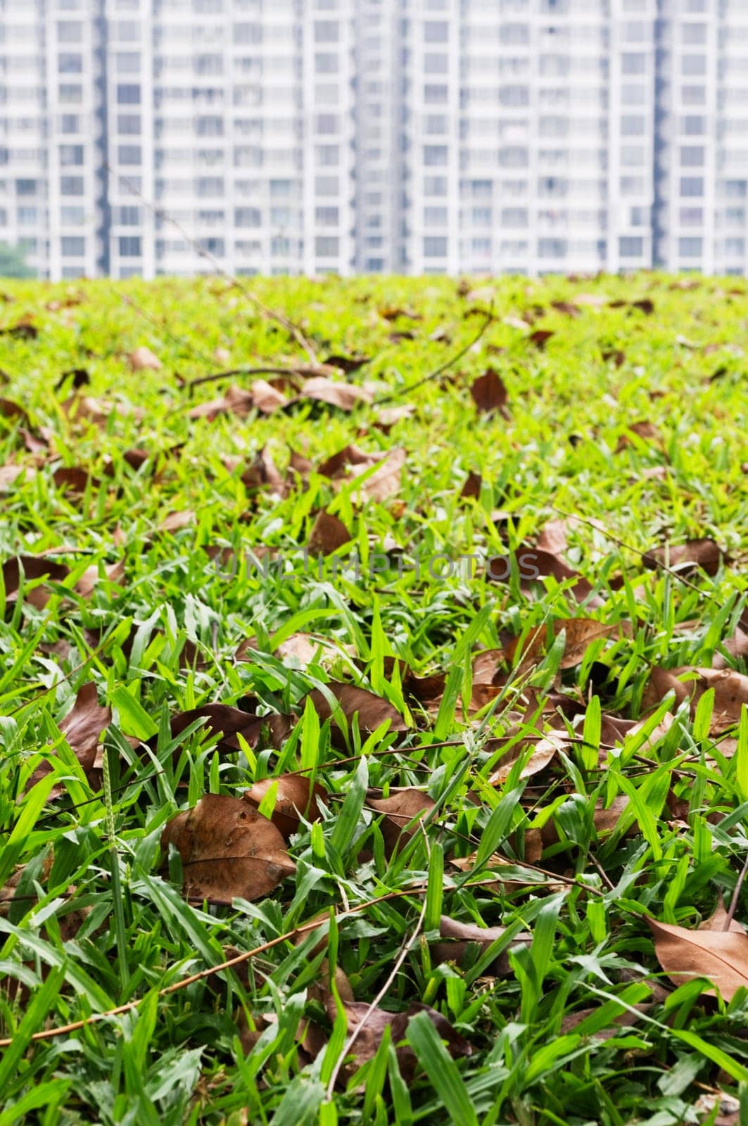 grass field foreground with housing block background.