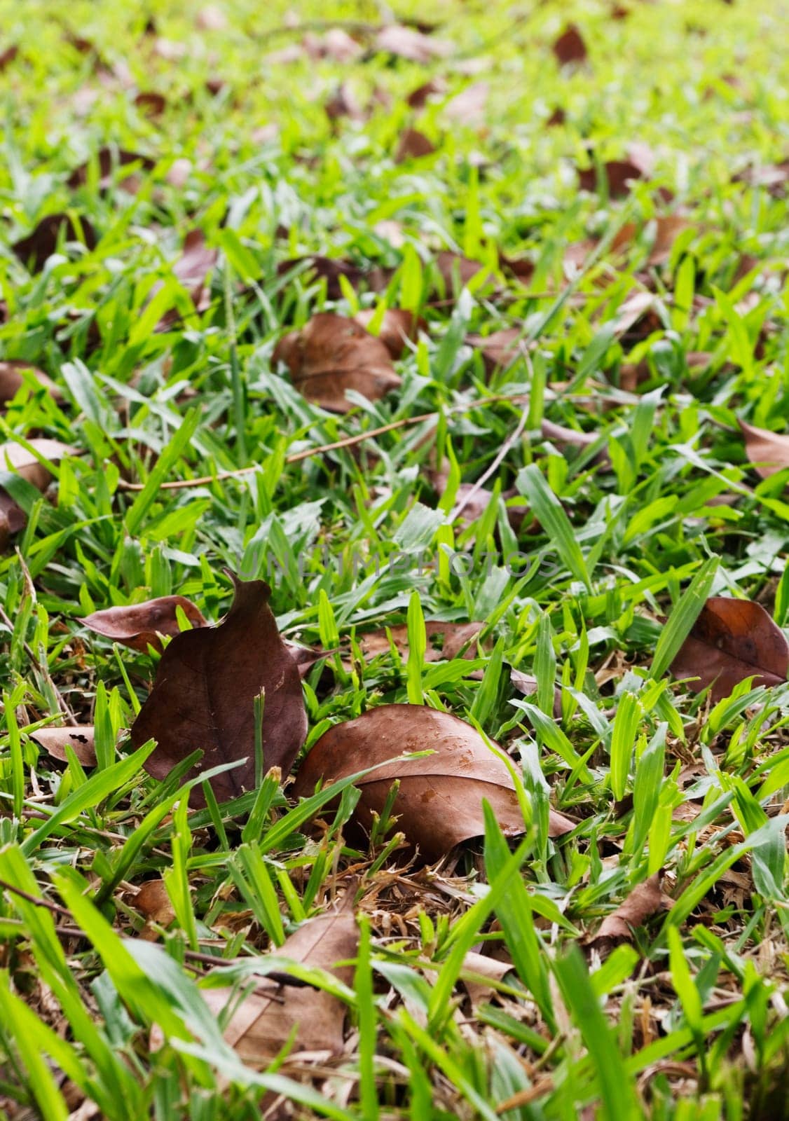dried leaves on a green grass field, background usage.