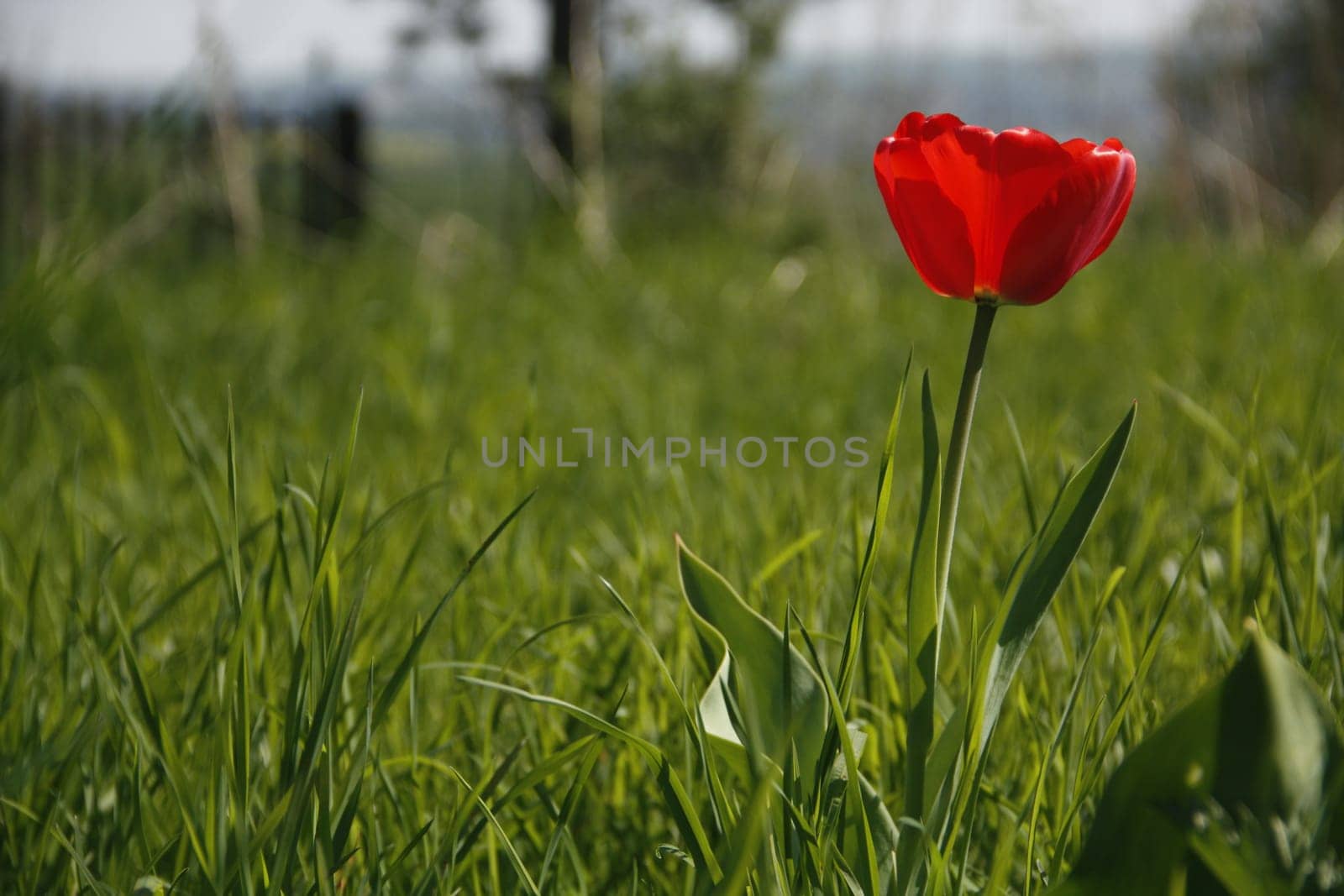 red tulip in spring meadow