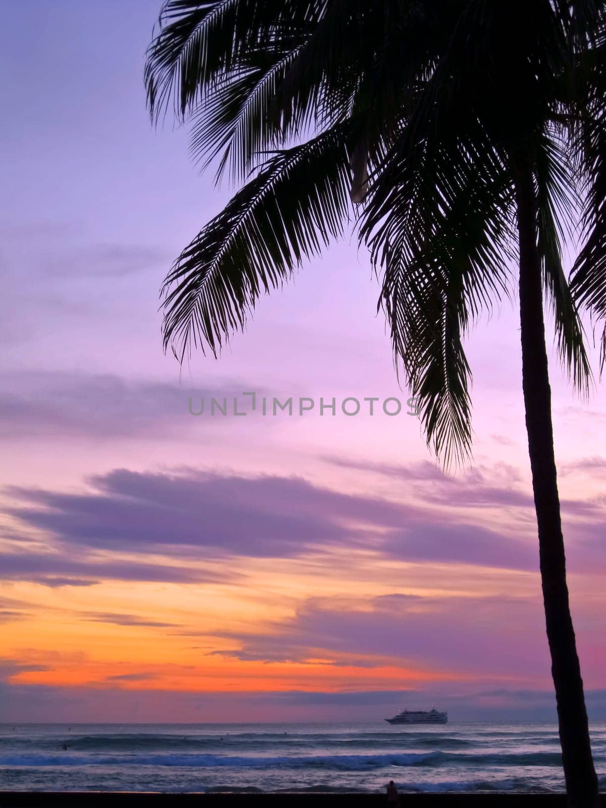 Palm tree at sunset by the sea with cruise ship on the horizon