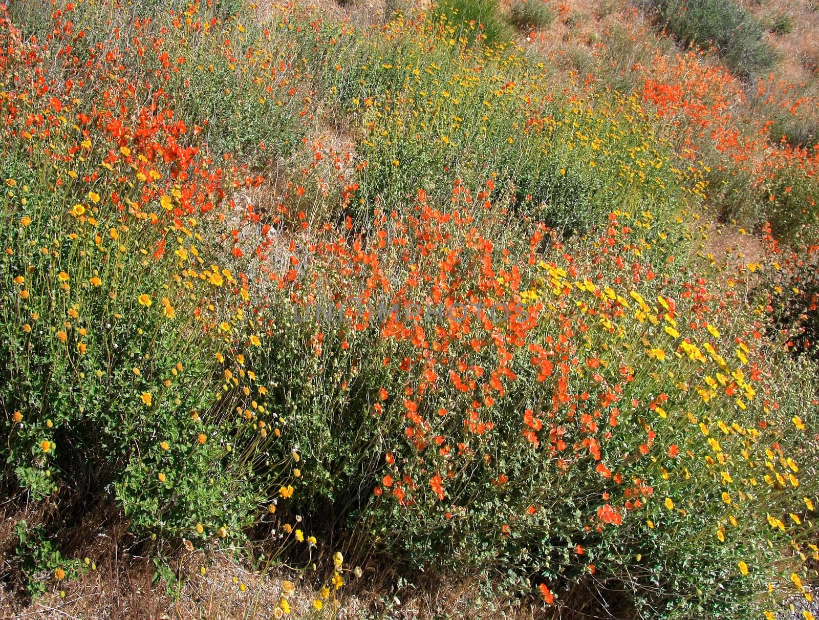 Yellow and red flowers in the desert