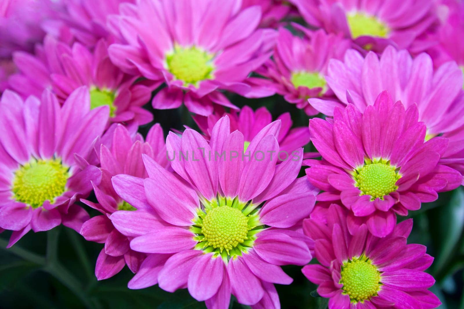 Close-up of pink aster