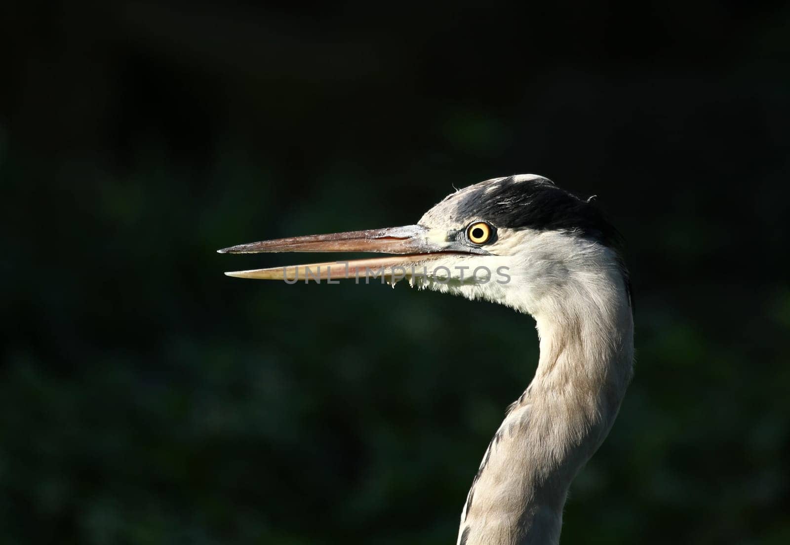 Grey heron