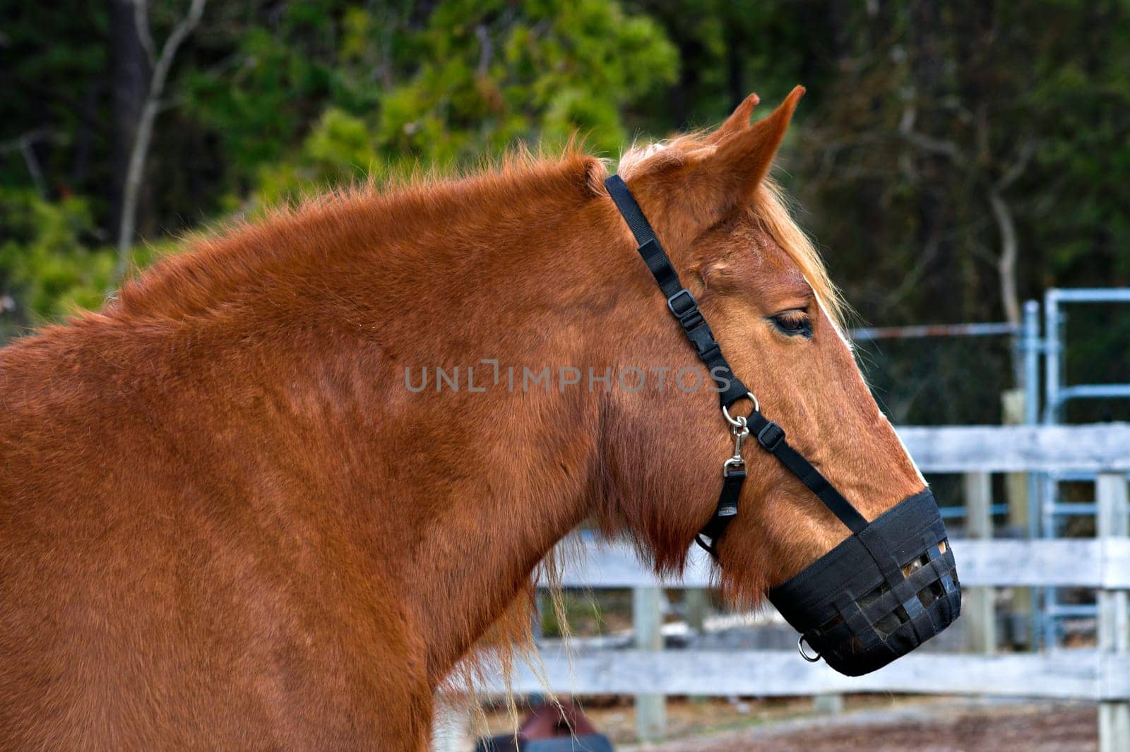 A pony wearing a muzzle on a farm