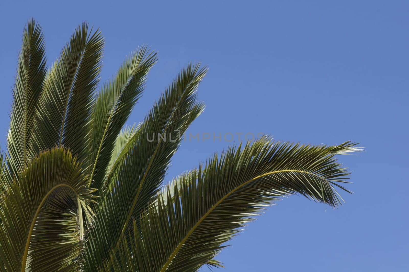 Leaves of a date palm