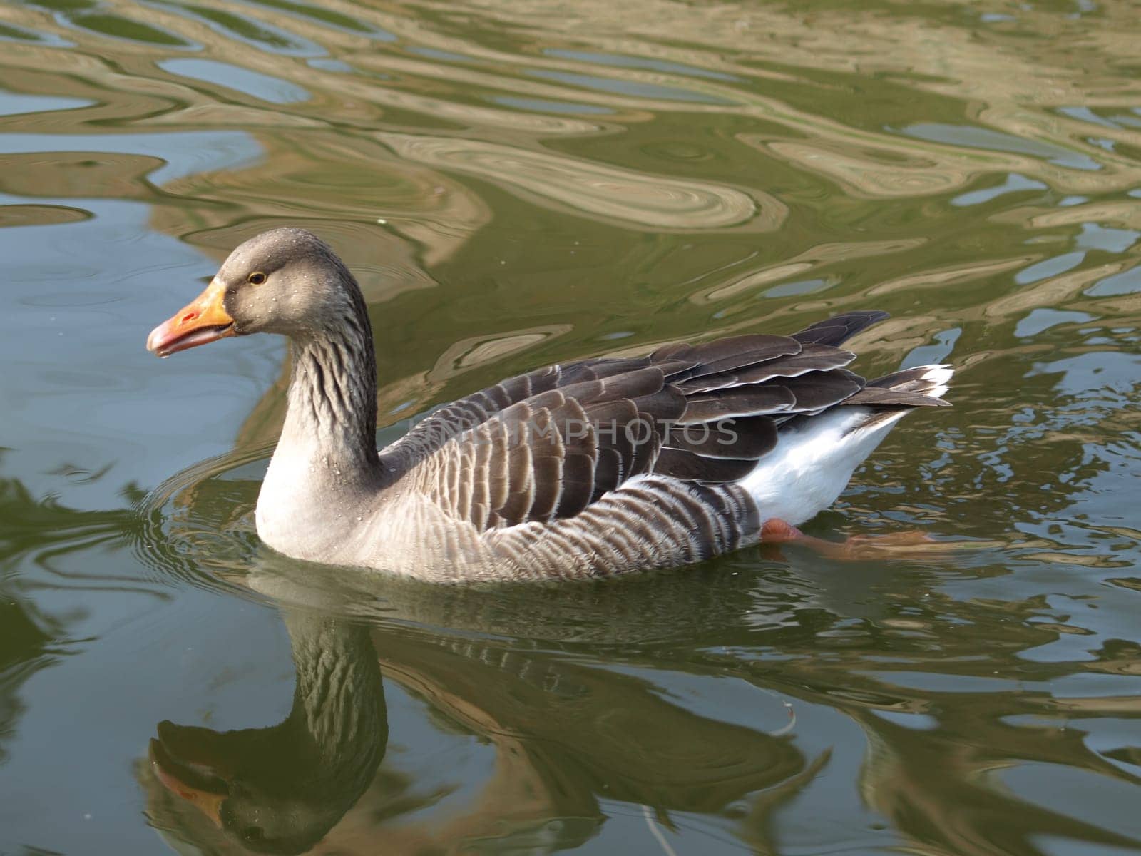 Greylag goose