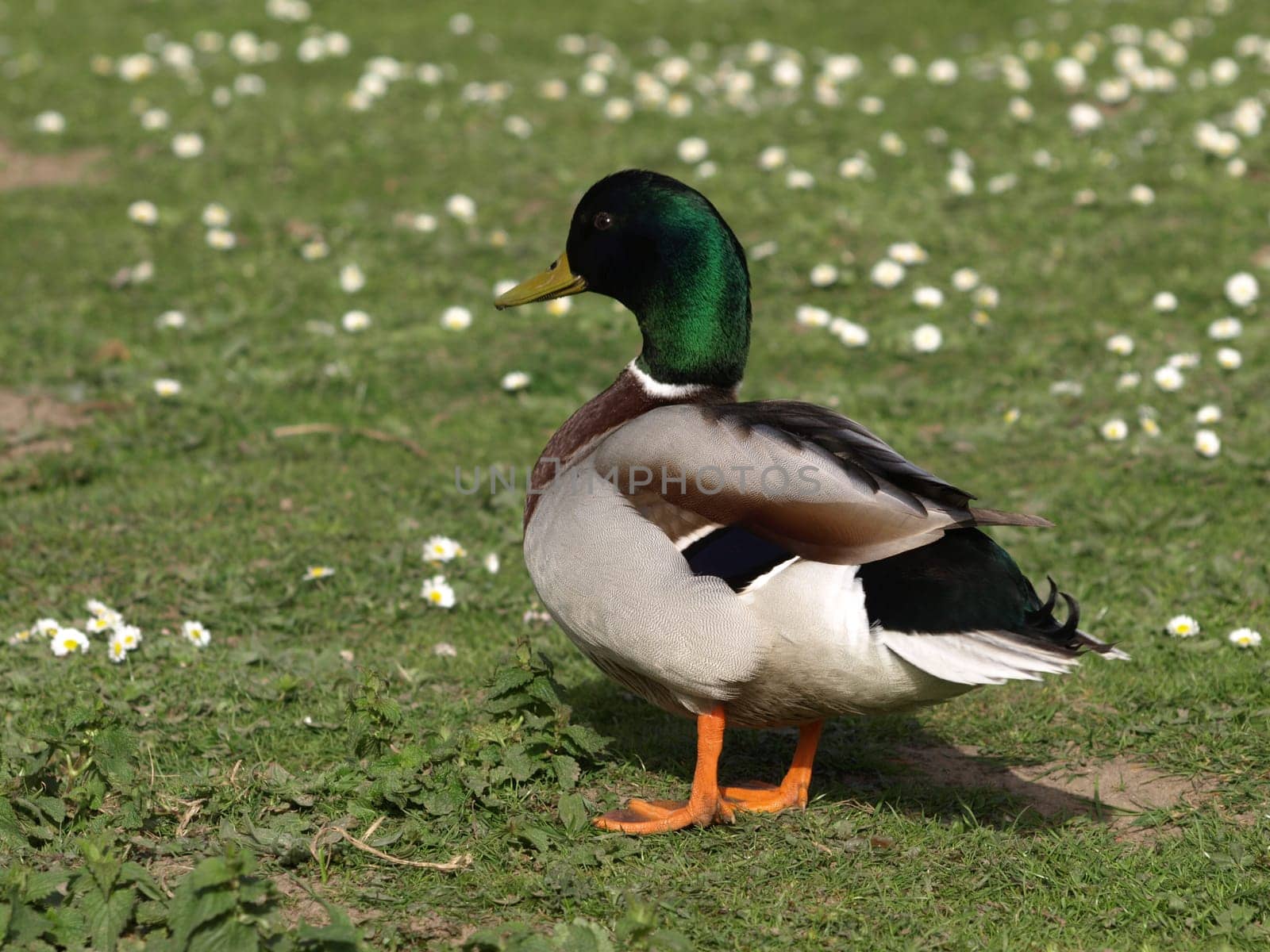 Mallard