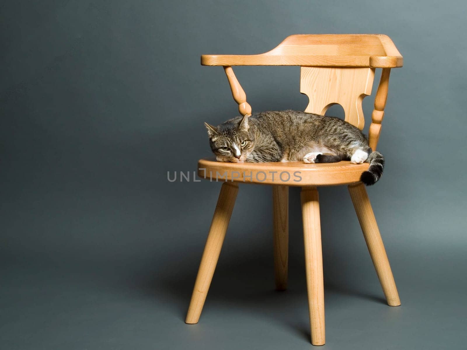 The image shows my cat Lilly in front of a gray background