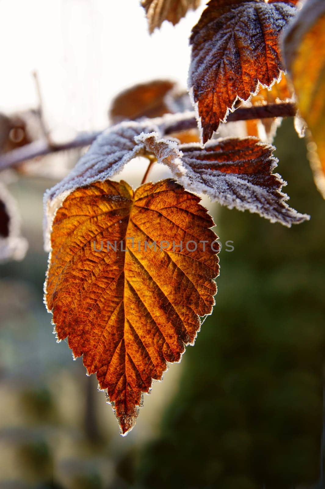 Late autumn