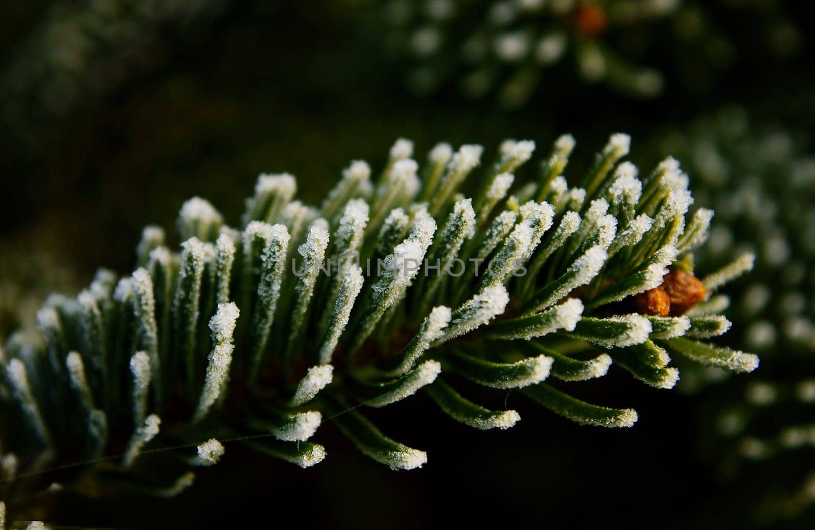 Fir branch