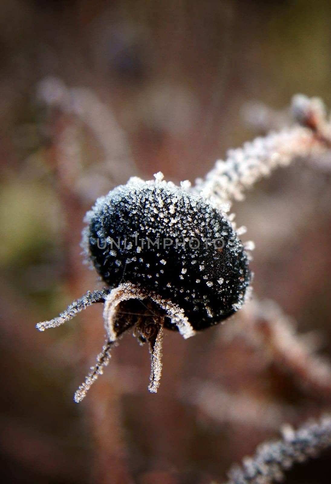 Rose hip