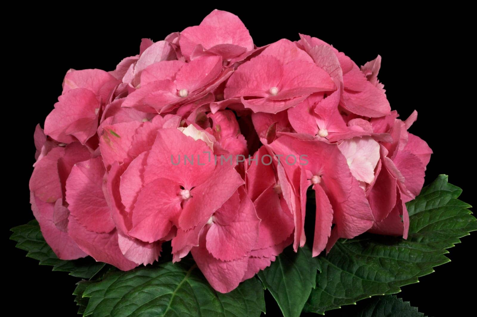Closeup of a hydrangea on a black background