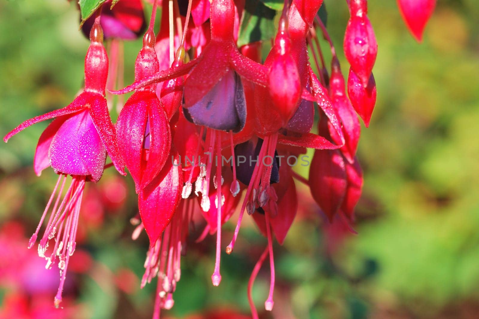 Fuchsia with pollen on stamen