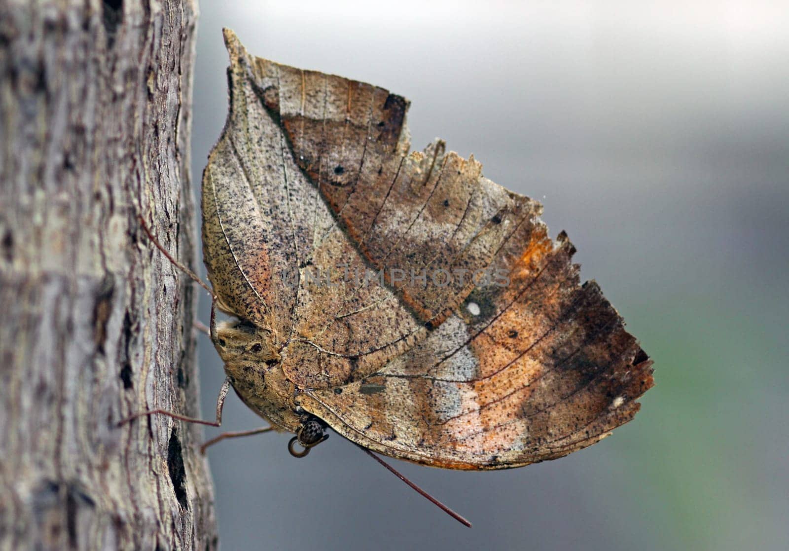 Indian Leafwing [Kallima paralekta]
