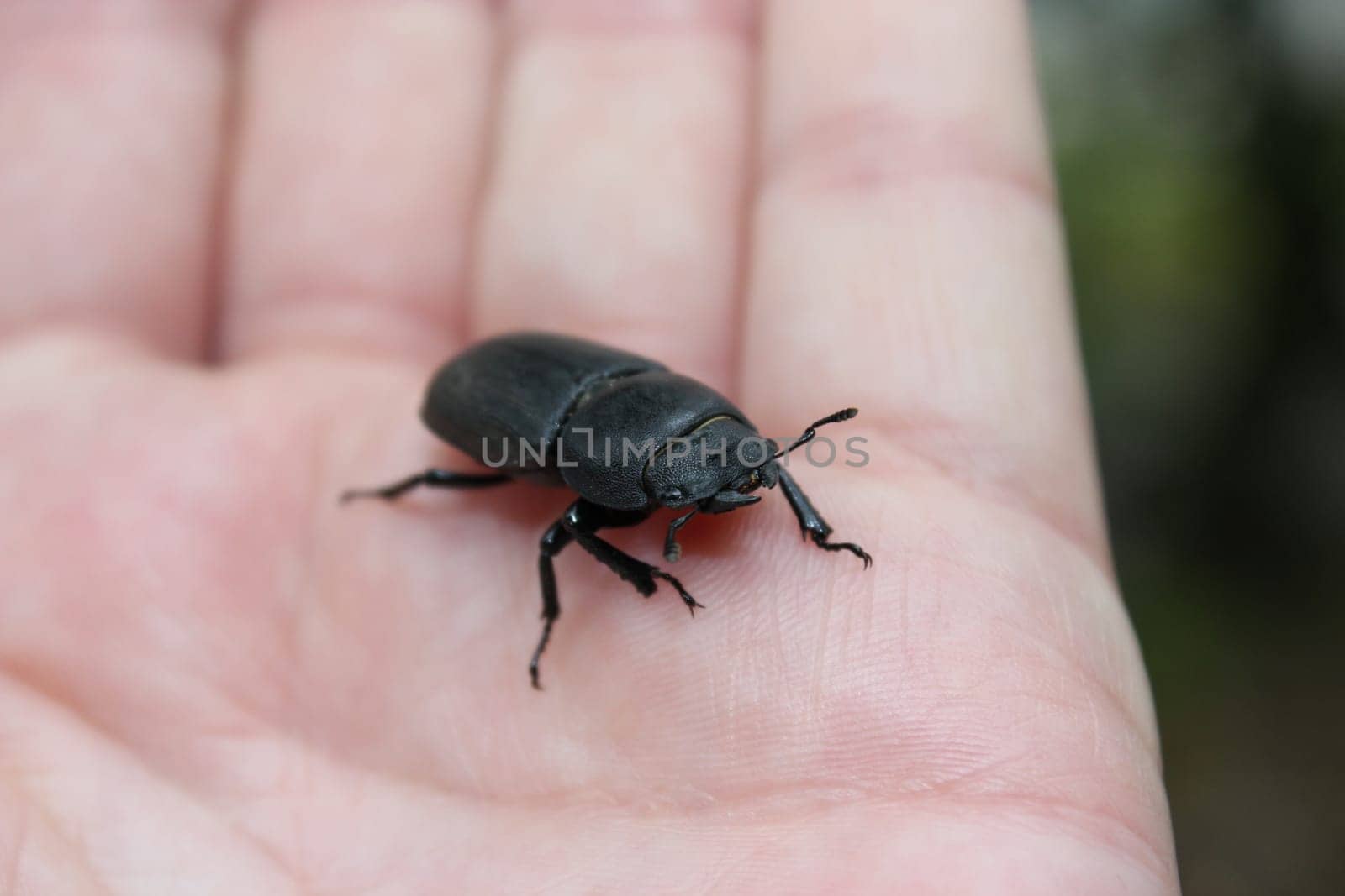Female Balkenschröterchen in hand