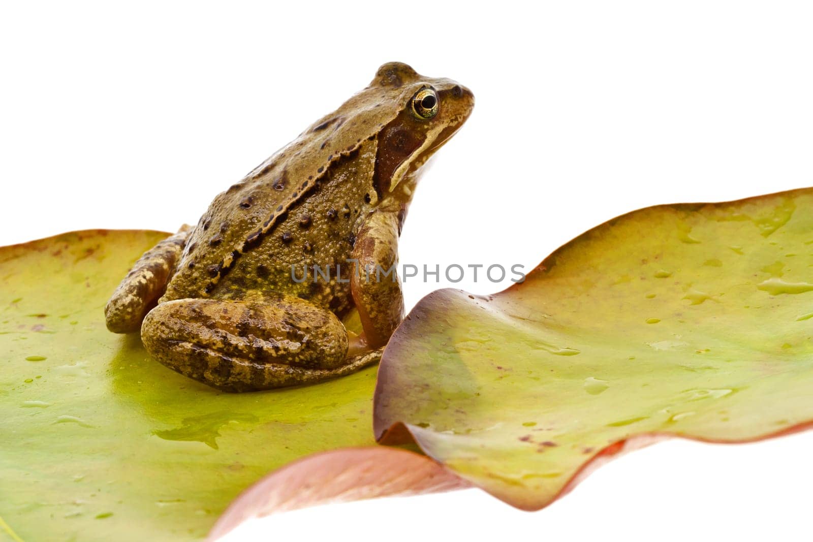Frog at photo shoot