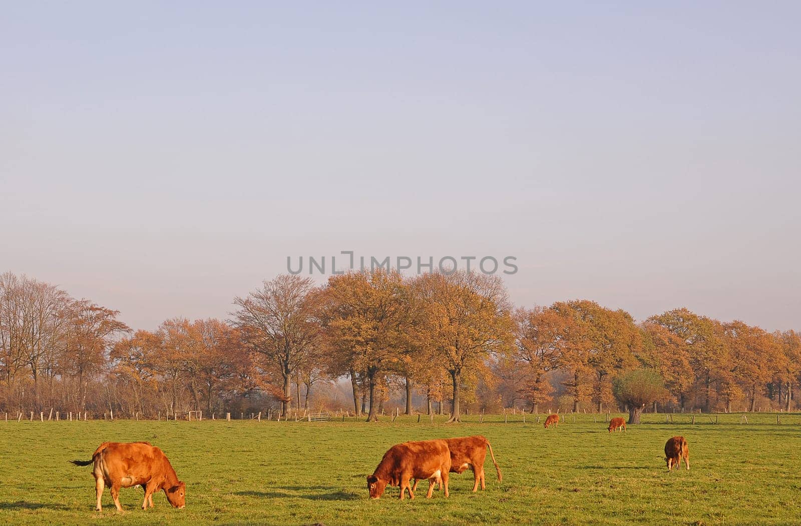 Cow pasture