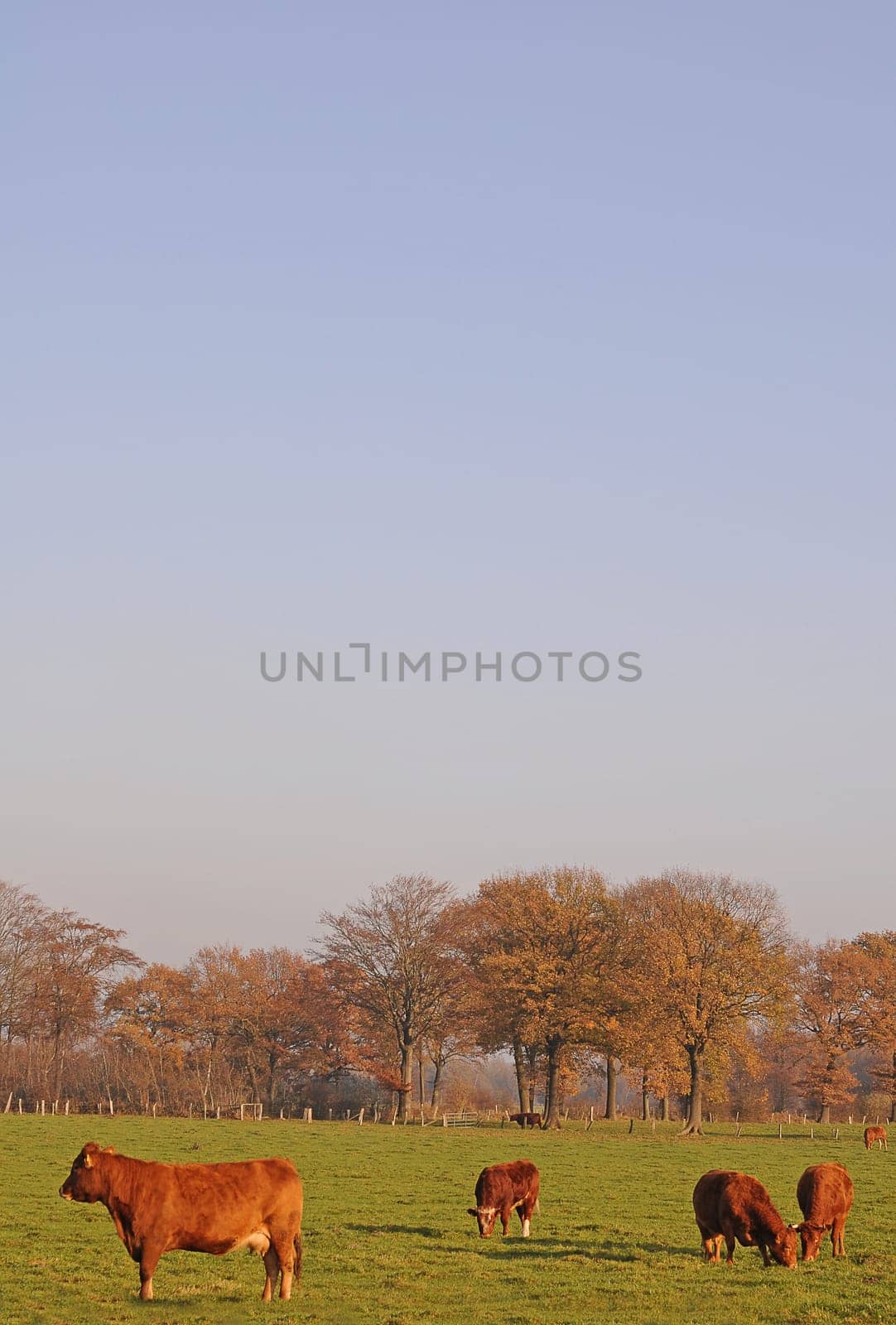 Cow pasture in autumn