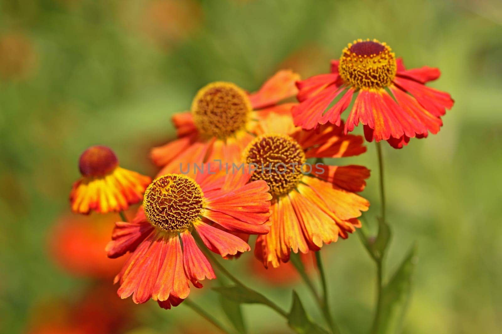 Sun Bride Helenium
