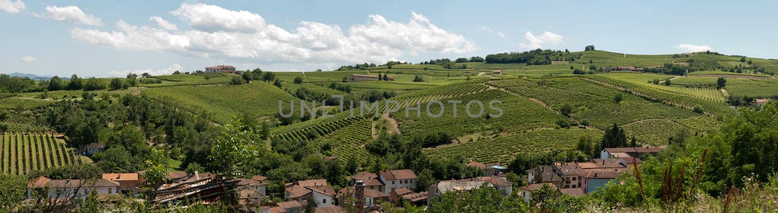 overview of a vineyard on the hills of Acqui Terme