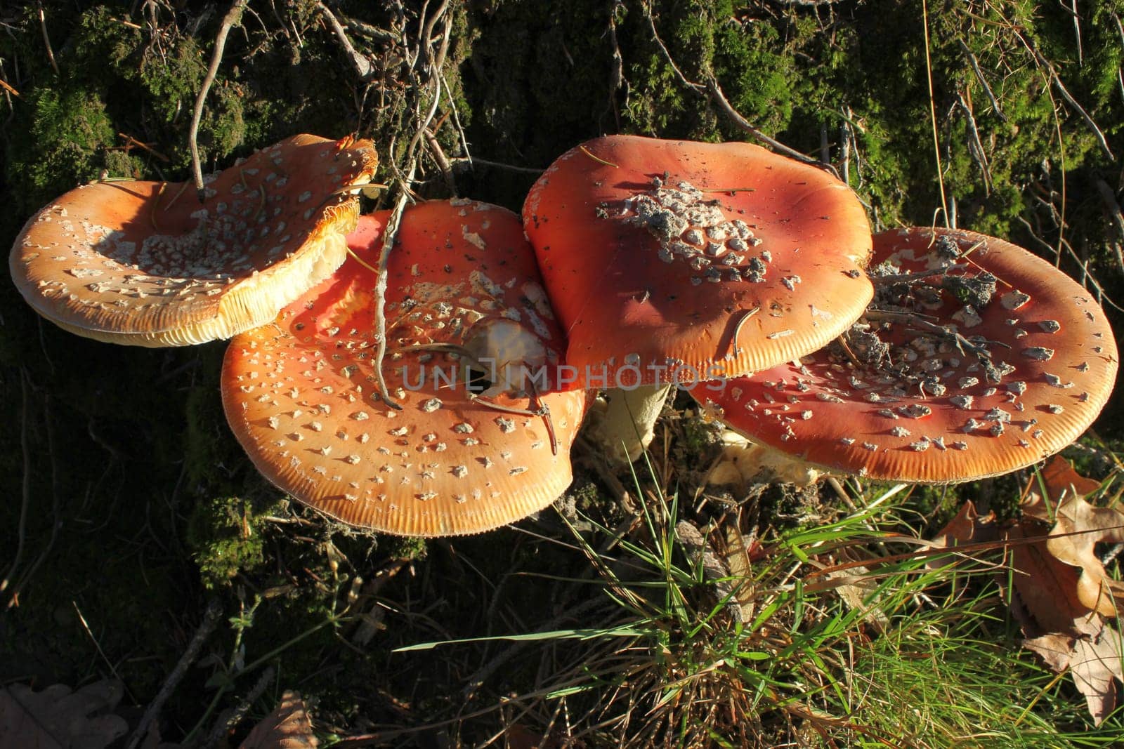 Four toadstools in the evening light