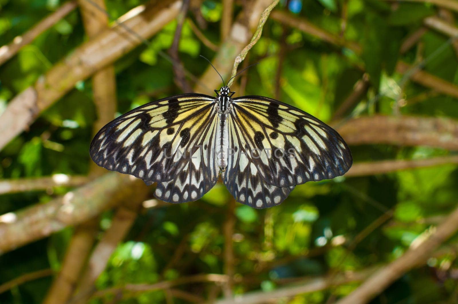 beautiful butterfly on a branch