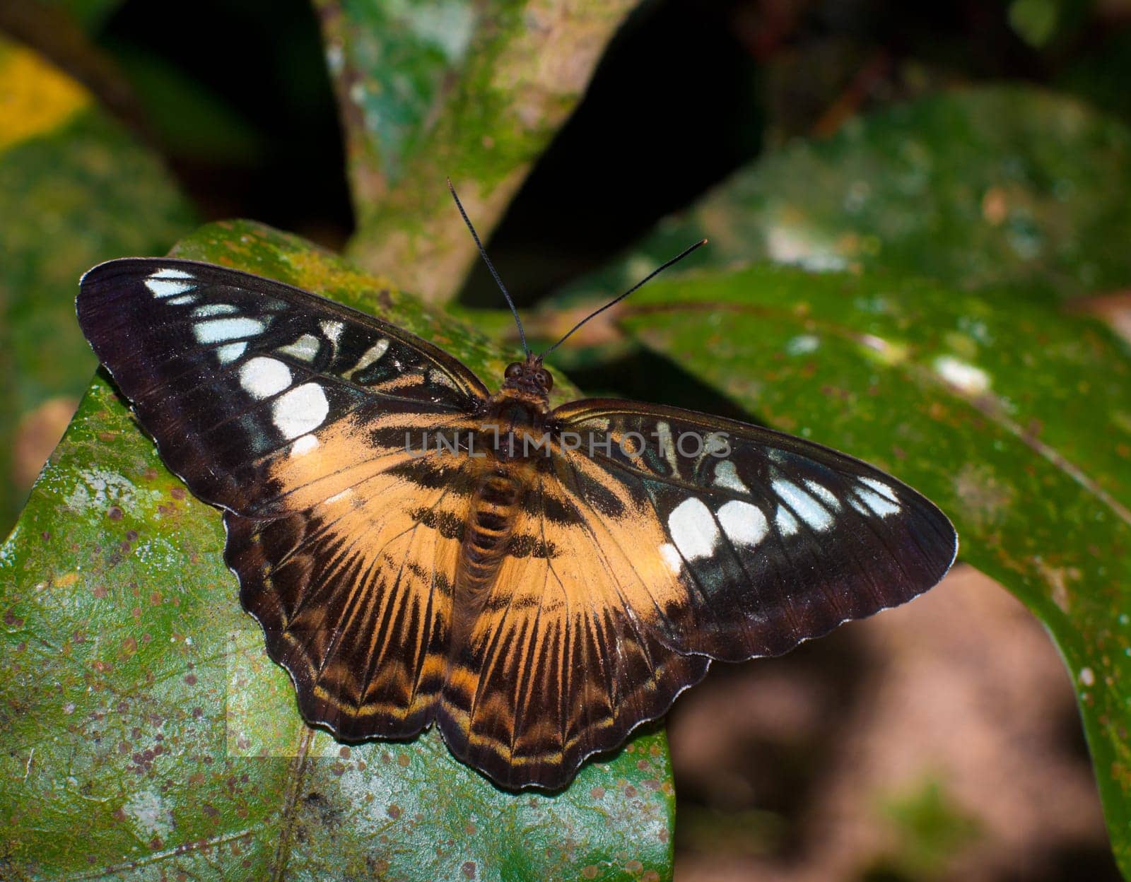 beautiful butterfly sitting on a large tropical leave