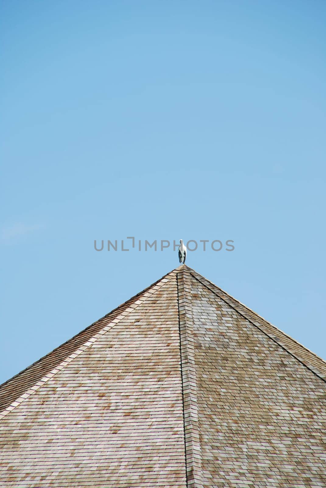 beautiful scene with a Heron bird on the top of a bungalow