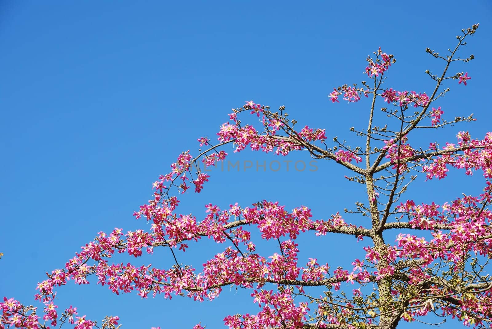 beautiful close up of a pink weigela tree with blue sky background
