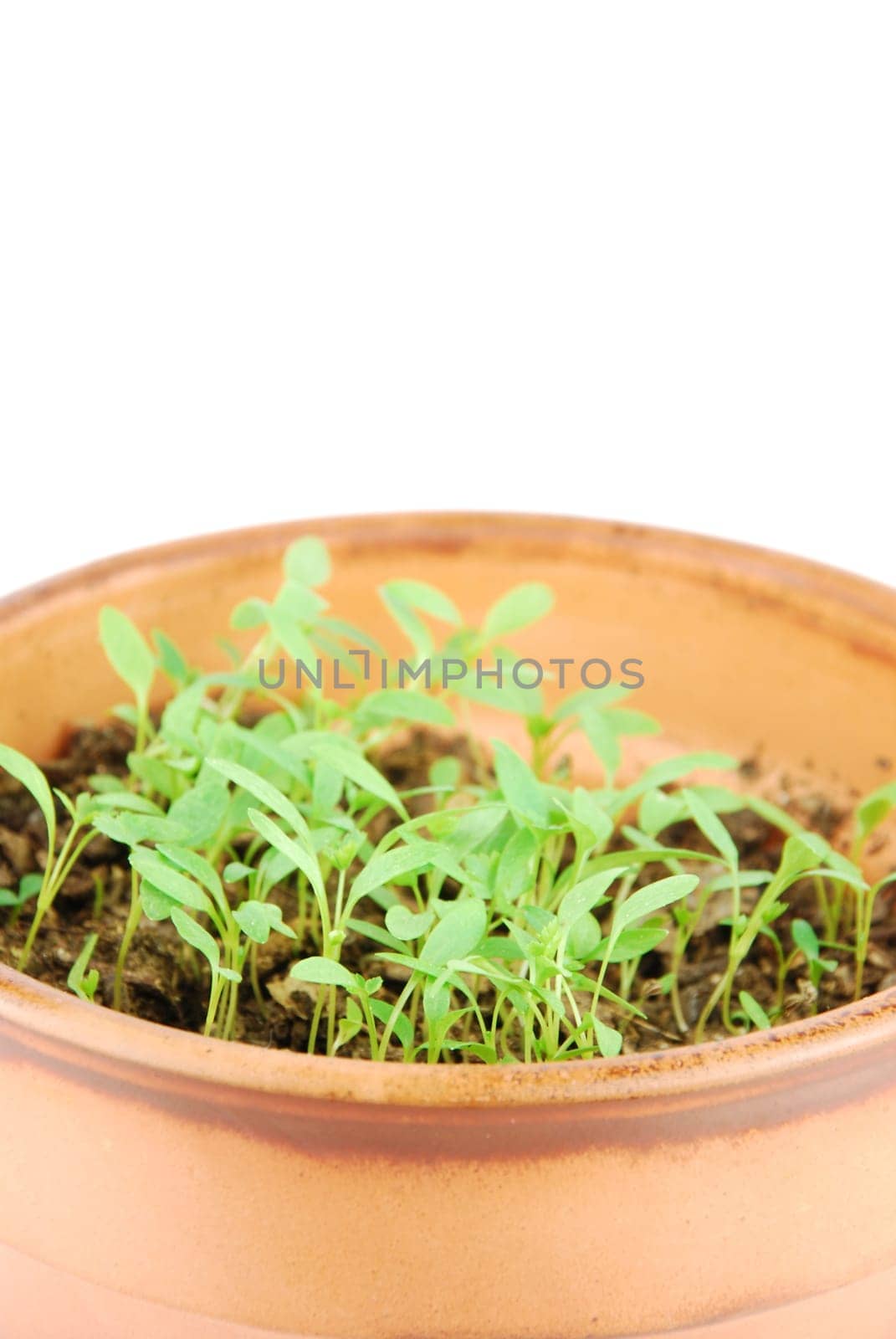 close-up of a young parsley plant on a terra cotta pot isolated on white background