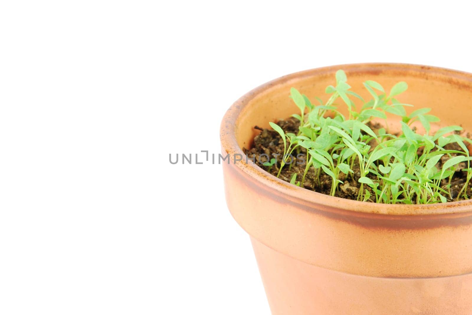 close-up of a young parsley plant on a terra cotta pot isolated on white background