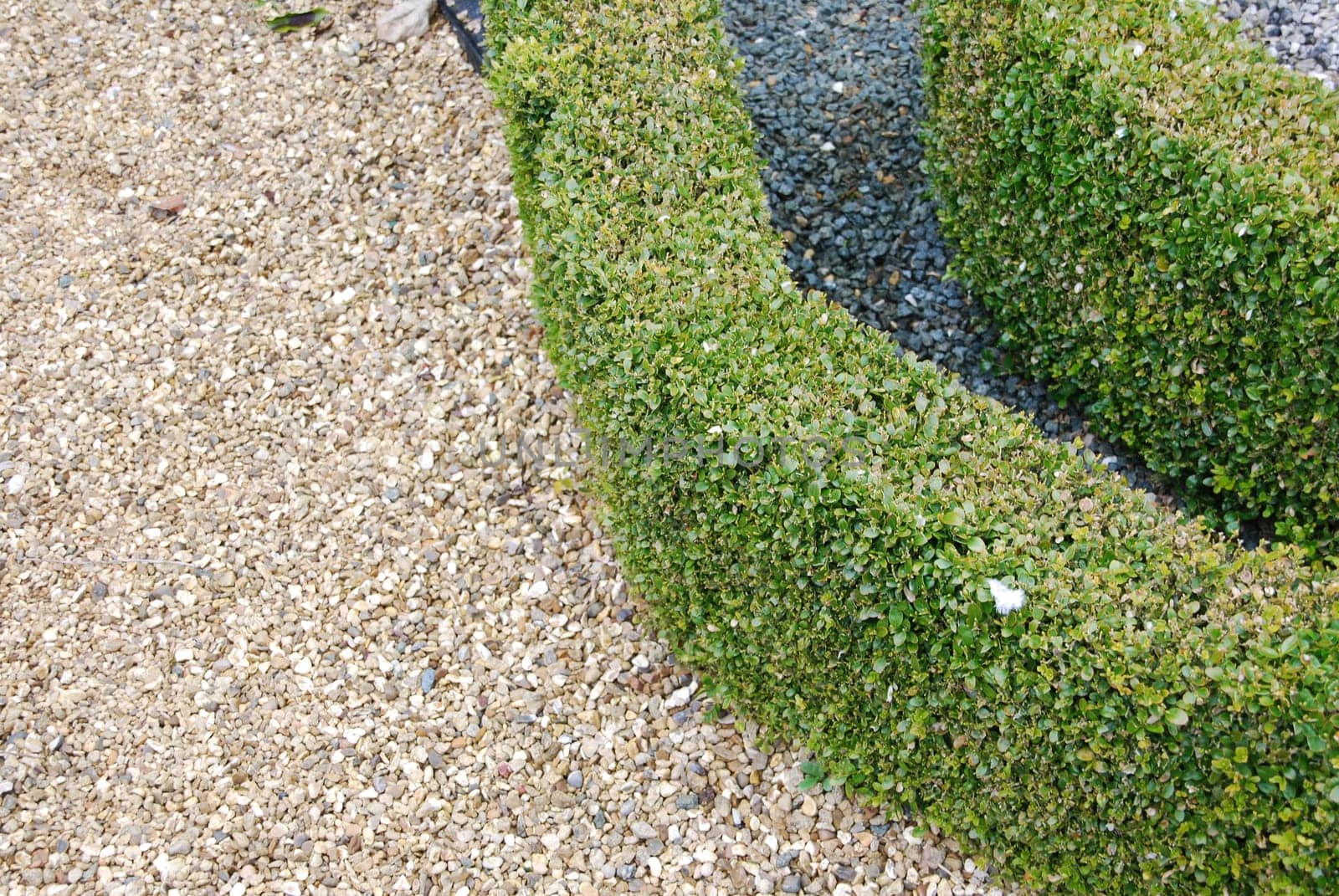 close-up on green and beautiful ornamental garden with hedges of buxus sempervirens