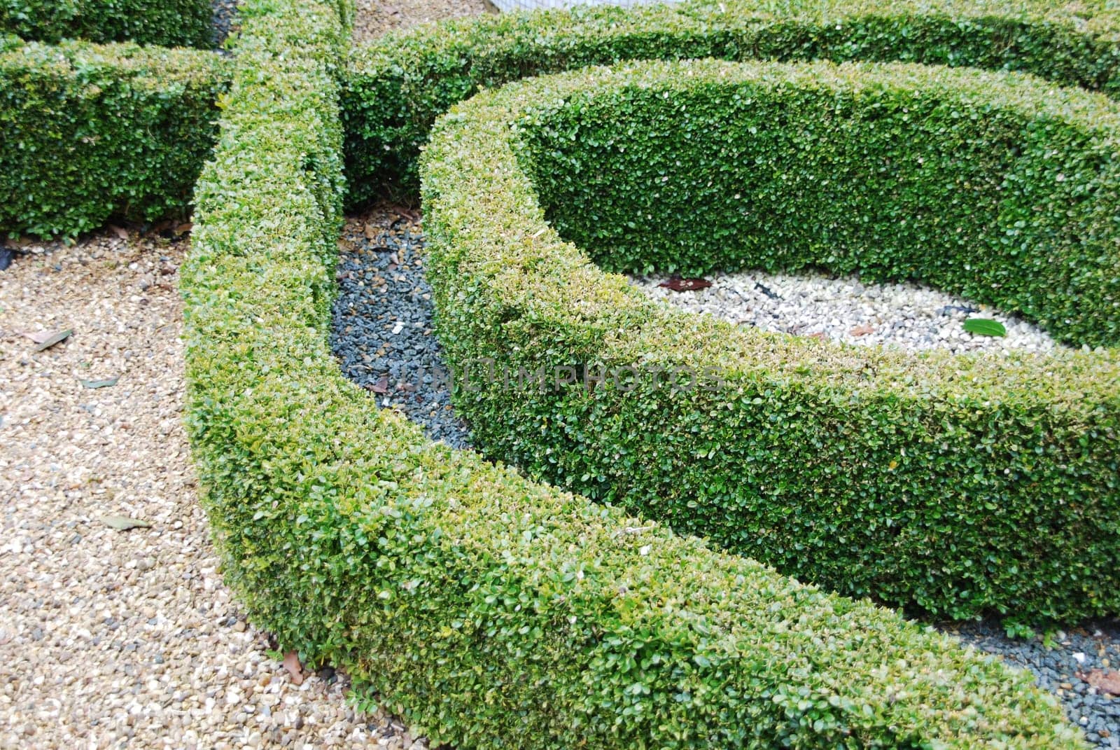 close-up on green and beautiful ornamental garden with hedges of buxus sempervirens