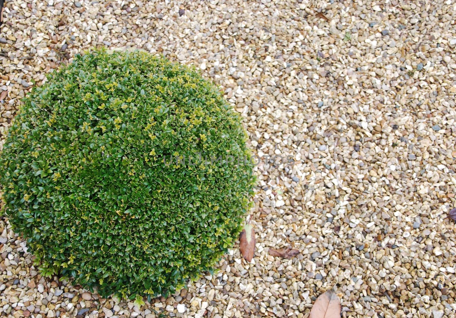 close-up on green and beautiful ornamental garden