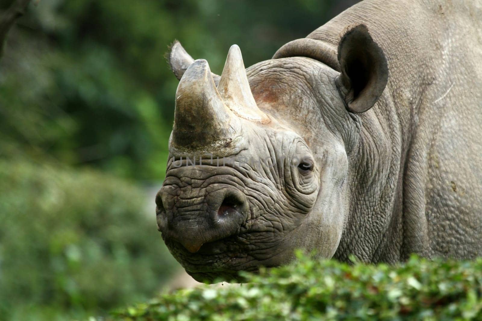 Rhinoceros