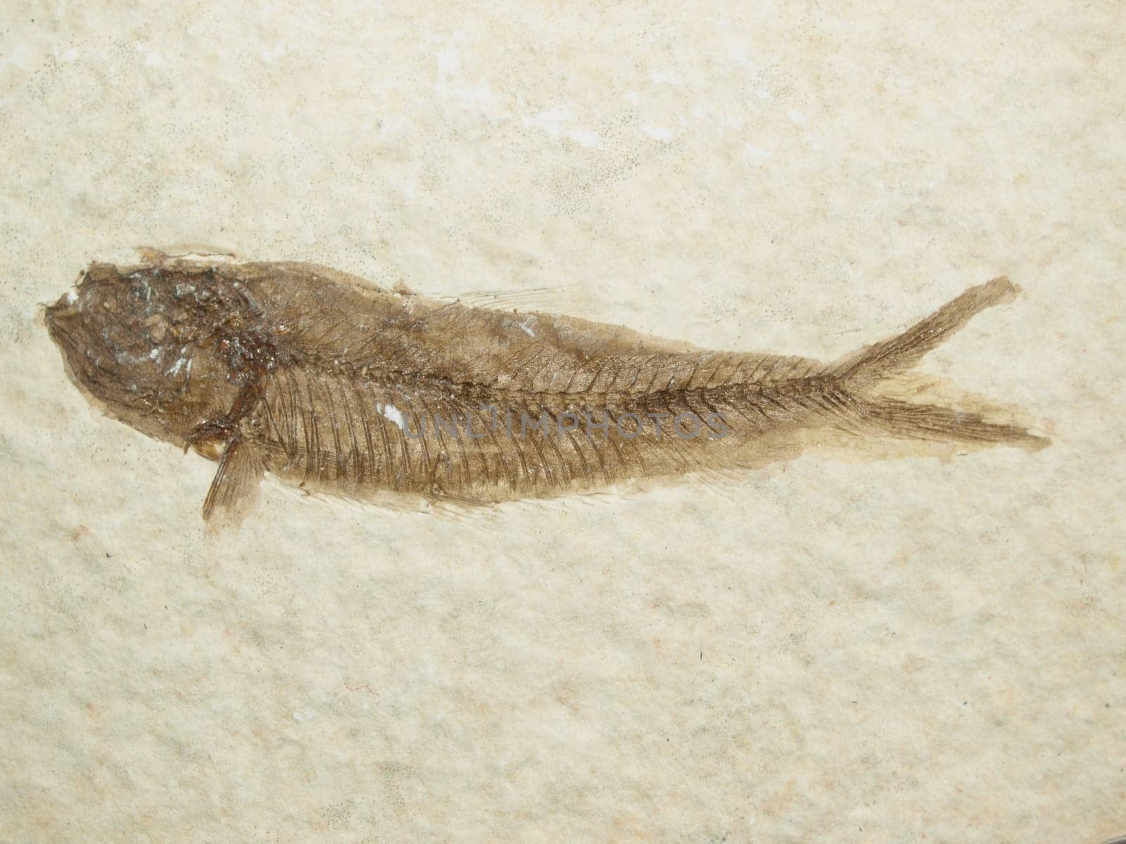 Fossil Fish