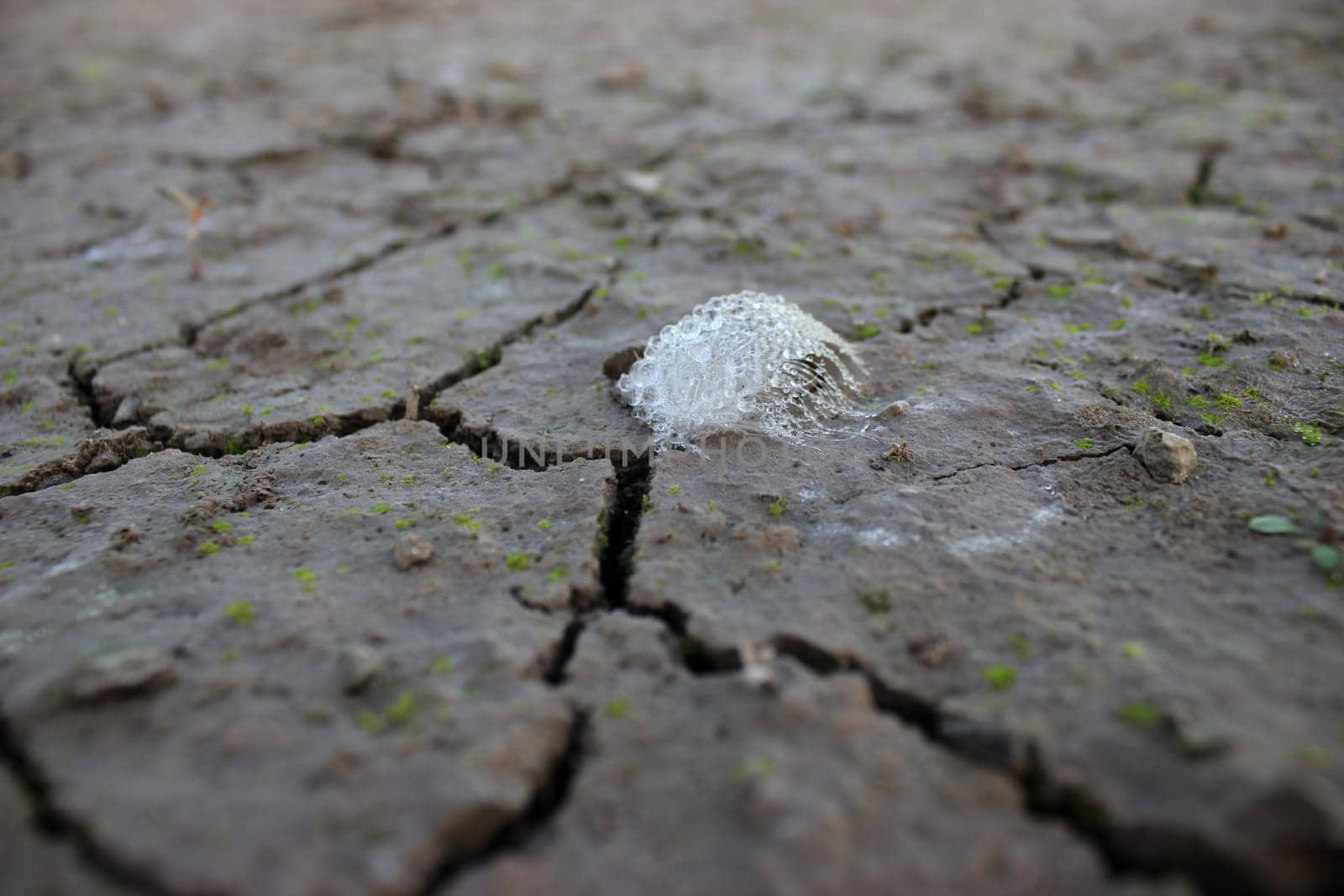 Dew-wetted feather on the shore of the Edersee