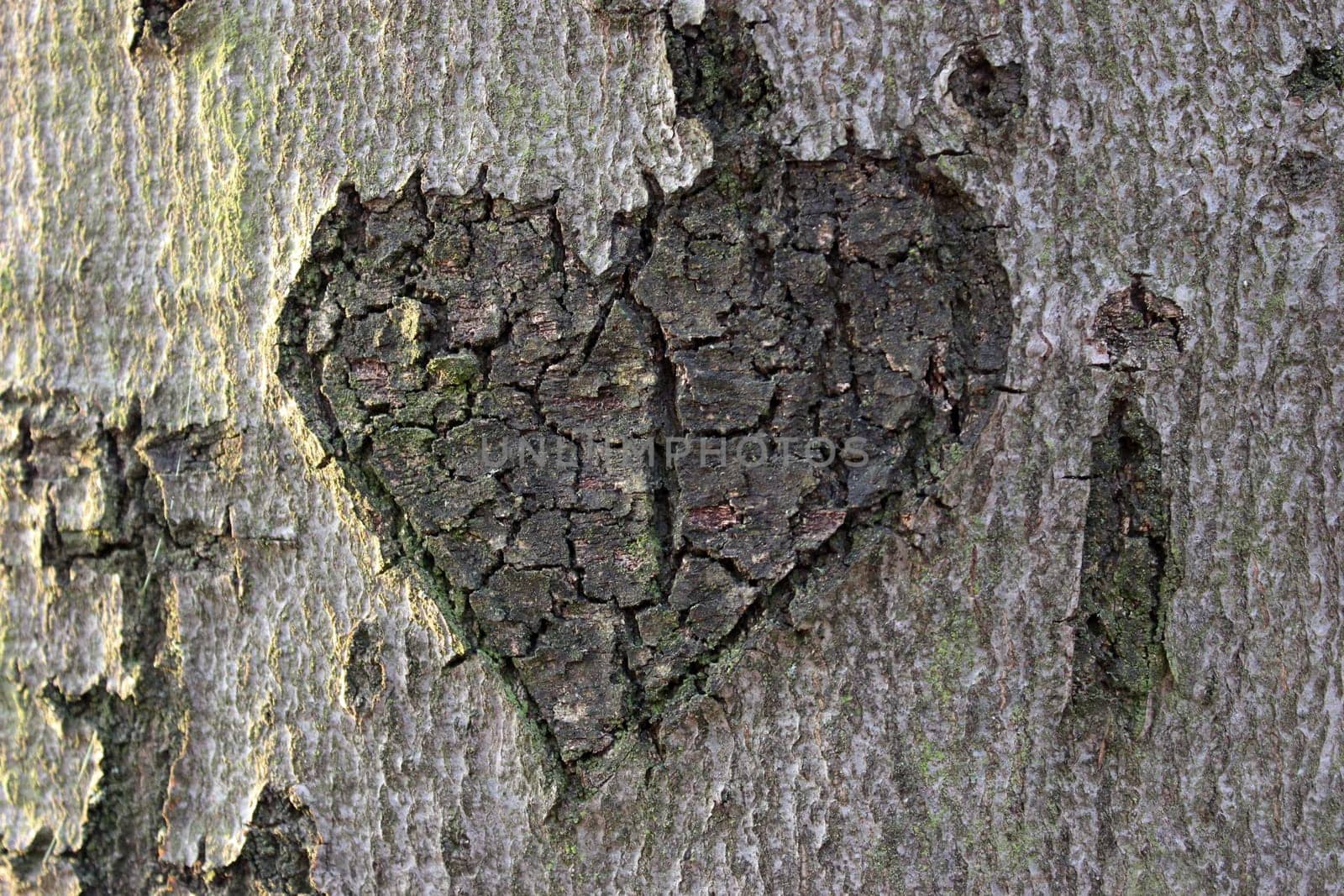 Cracked bark heart