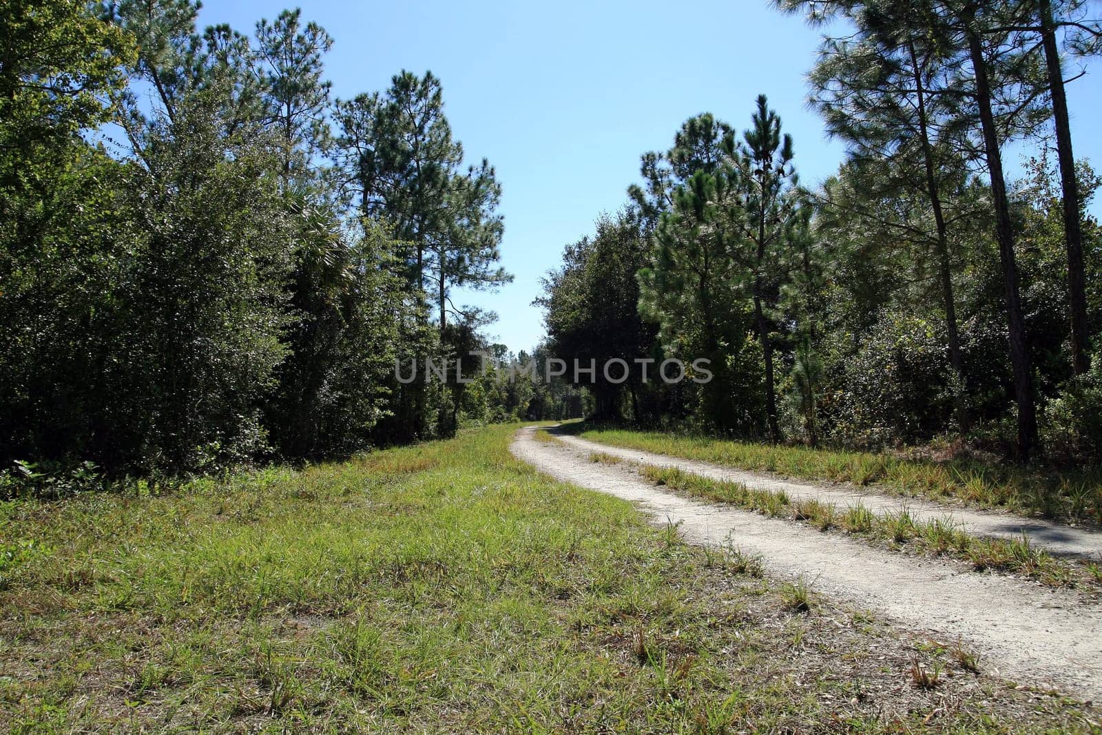 The path through the forest