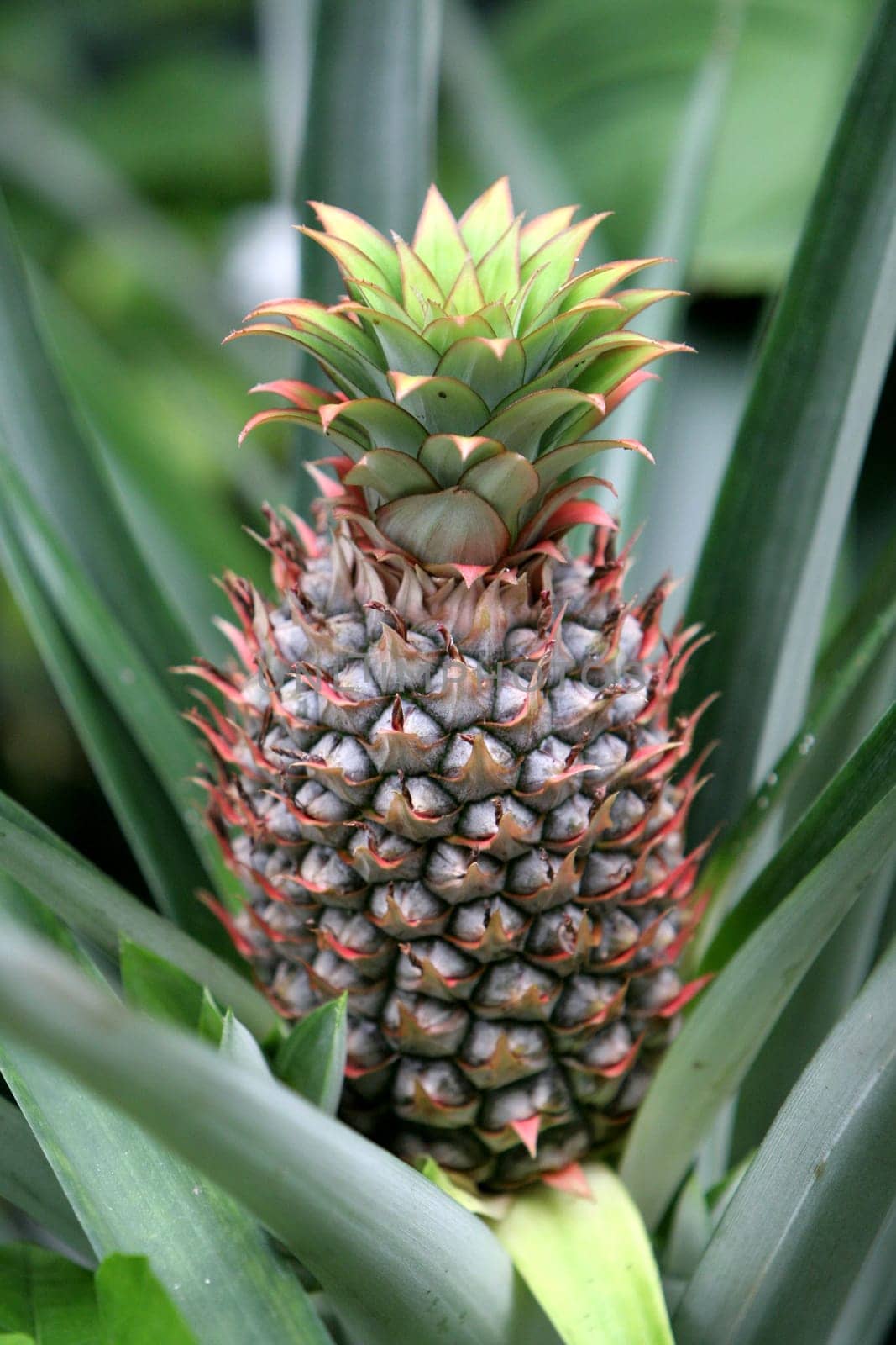 fruit