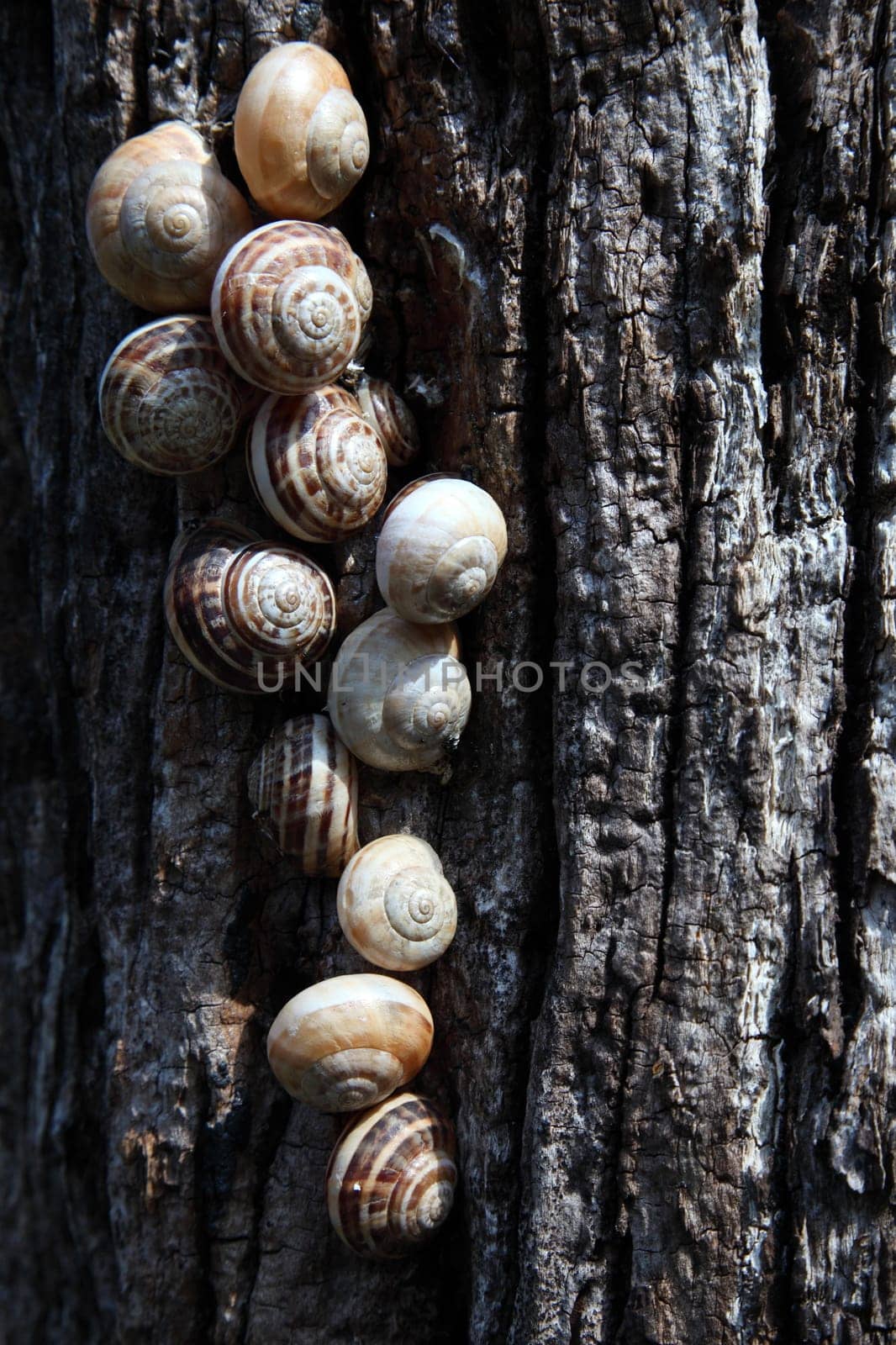 Snail meeting