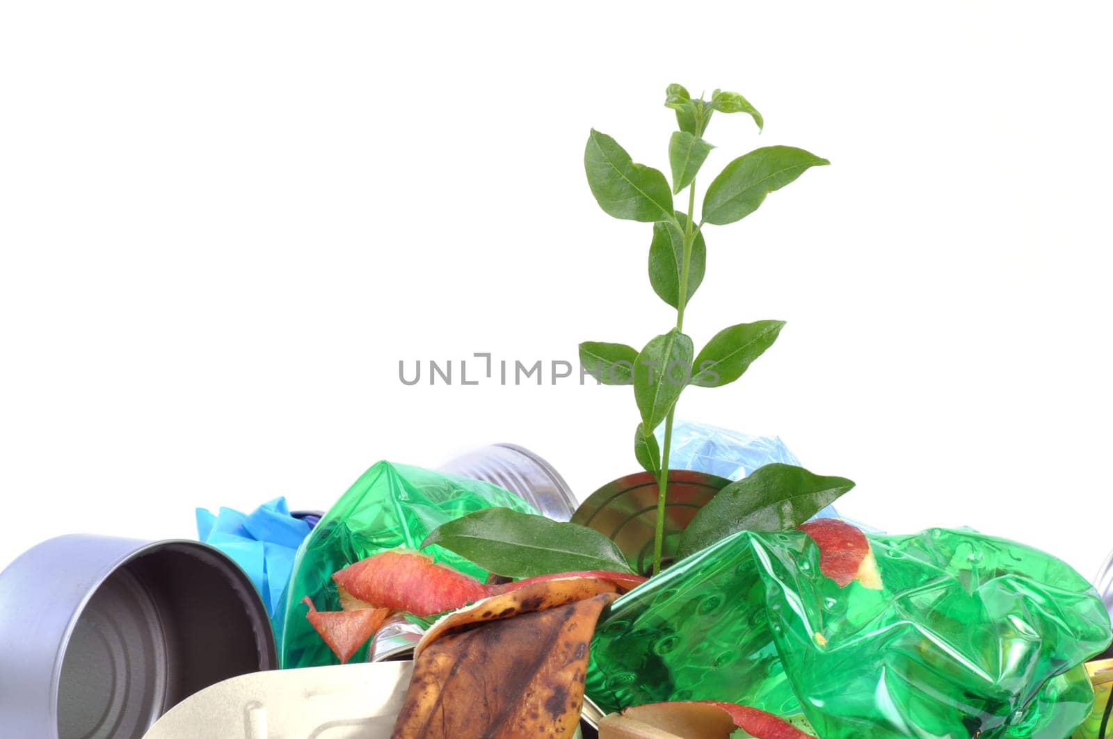New plant growing from trash isolated on white background.