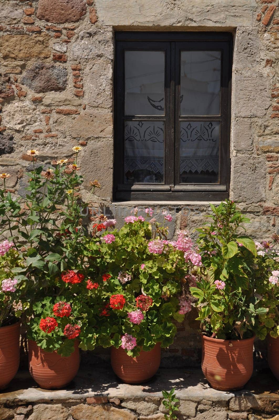 gorgeous greek scene with lovely geranium flowers by the window
